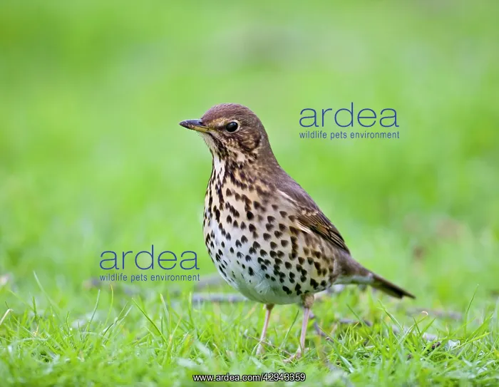 : Song thrush - on grass three quarter view : Song thrush - on grass three quarter view