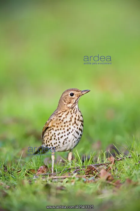 : Song thrush - on grass front view : Song thrush - on grass front view