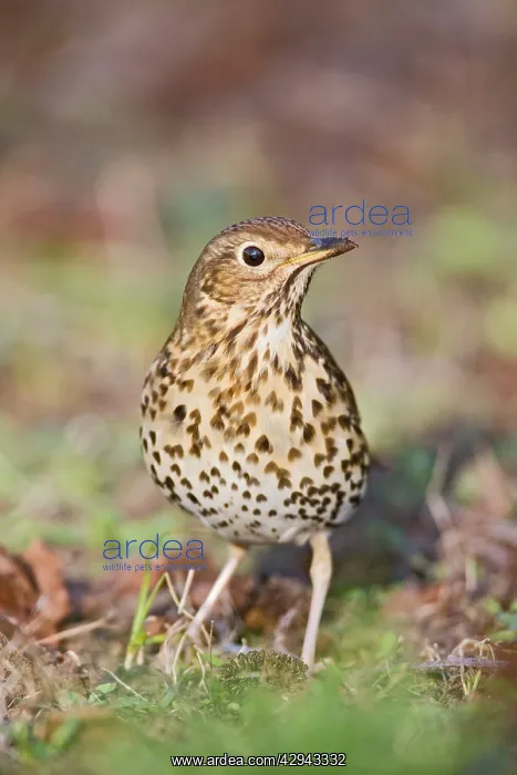 : Song thrush - on grass front view : Song thrush - on grass front view