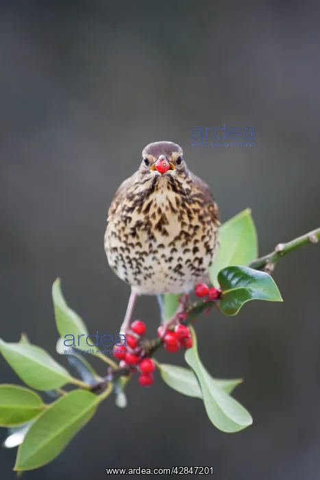 : Song Thrush - on a holly tree with berry in mouth : Song Thrush - on a holly tree with berry in mouth