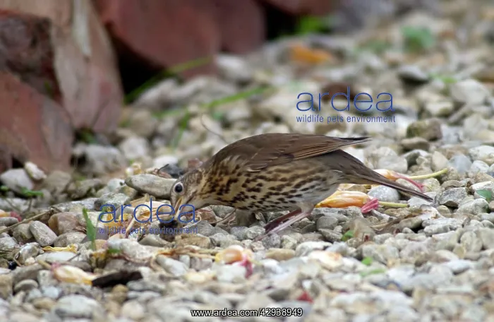 : Song Thrush - Juvenile : Song Thrush - Juvenile