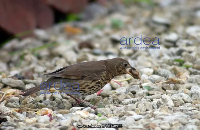 : Song Thrush - Juvenile : Song Thrush - Juvenile