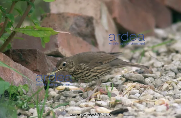 : Song Thrush - Juvenile : Song Thrush - Juvenile