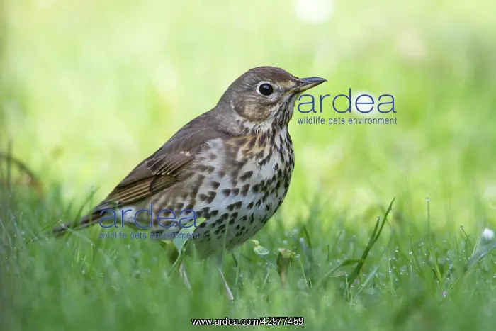 : Song Thrush - on lawn : Song Thrush - on lawn