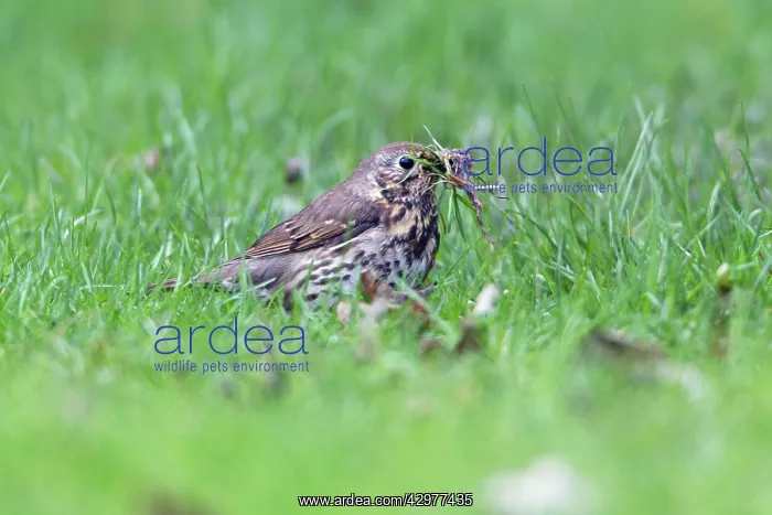: Song Thrush - on lawn collecting nest material : Song Thrush - on lawn collecting nest material