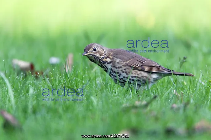 : Song Thrush - on lawn listening for earthworms : Song Thrush - on lawn listening for earthworms