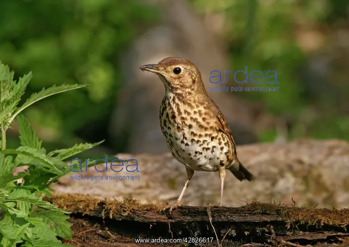 : Song Thrush - on log : Song Thrush - on log
