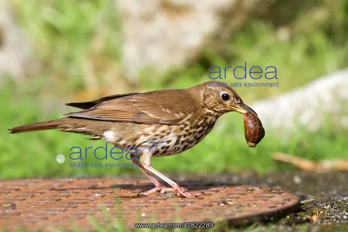 : Song Thrush - on a manhole cover - with snail in beak : Song Thrush - on a manhole cover - with snail in beak