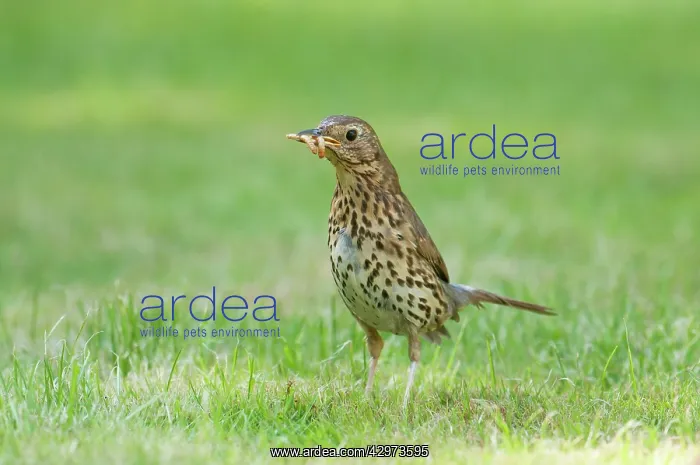 : Song Thrush - with meal worms in its beak : Song Thrush - with meal worms in its beak