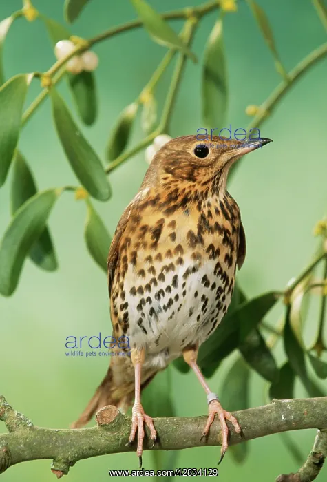 : Song THRUSH - in mistletoe : Song THRUSH - in mistletoe