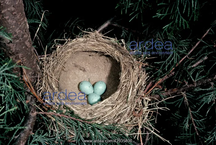 : Song Thrush - nest : Song Thrush - nest
