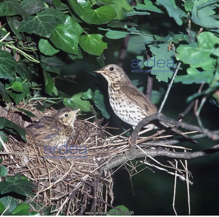 : SONG THRUSH - at nest with chick : SONG THRUSH - at nest with chick