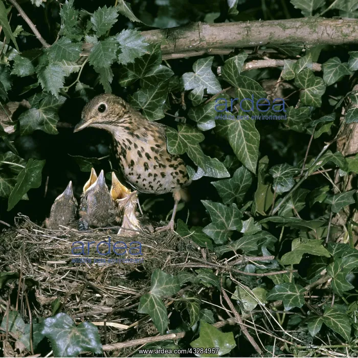 : SONG THRUSH - at nest with chicks : SONG THRUSH - at nest with chicks