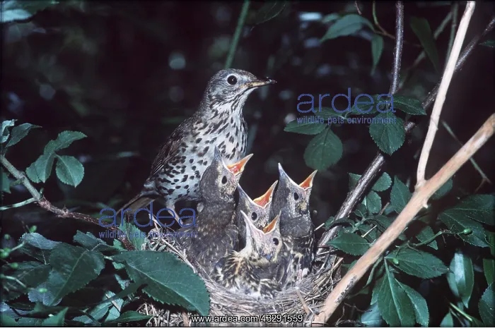 : SONG THRUSH - at nest with chicks : SONG THRUSH - at nest with chicks
