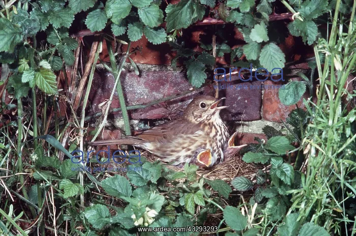 : SONG THRUSH - on nest with two chicks : SONG THRUSH - on nest with two chicks