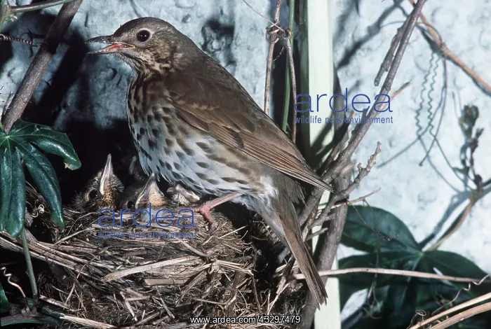 : SONG THRUSH - at nest with chicks : SONG THRUSH - at nest with chicks