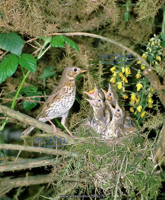 : Song Thrush - with nest of young : Song Thrush - with nest of young