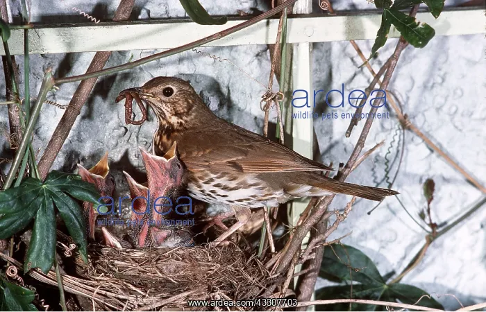: SONG THRUSH - at nest with young : SONG THRUSH - at nest with young