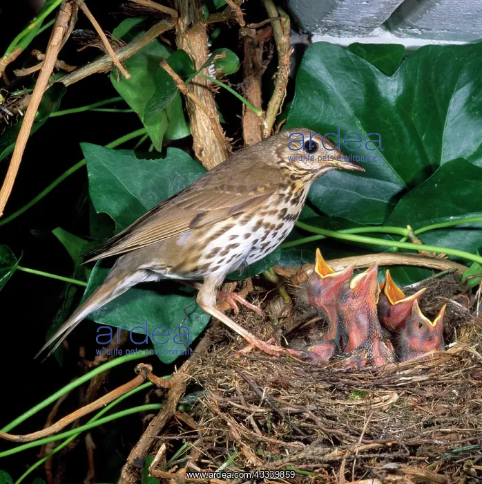 : Song Thrush - at nest with young : Song Thrush - at nest with young