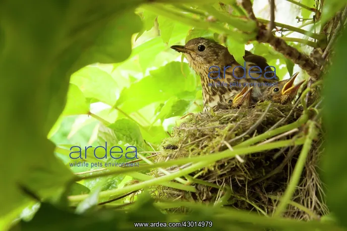 : Song Thrush on nest with young in ivy plant : Song Thrush on nest with young in ivy plant