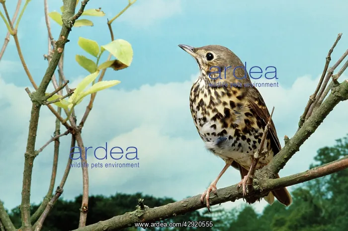 : SONG THRUSH - perched on branch : SONG THRUSH - perched on branch