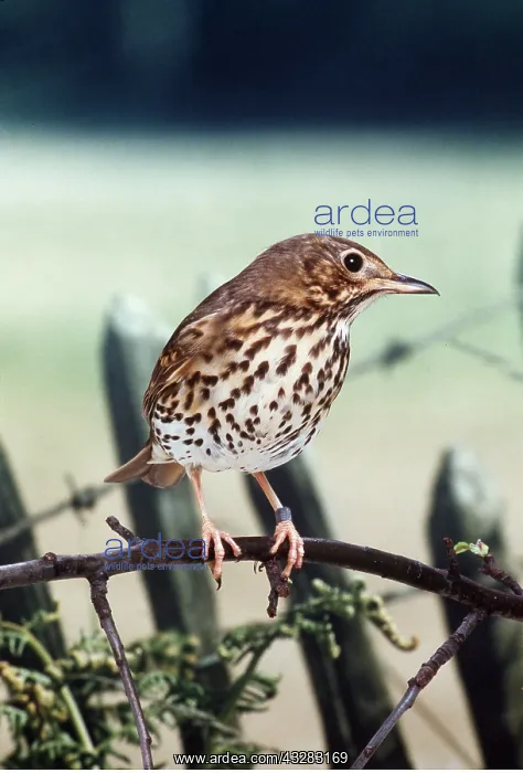 : Song THRUSH - perched on branch : Song THRUSH - perched on branch