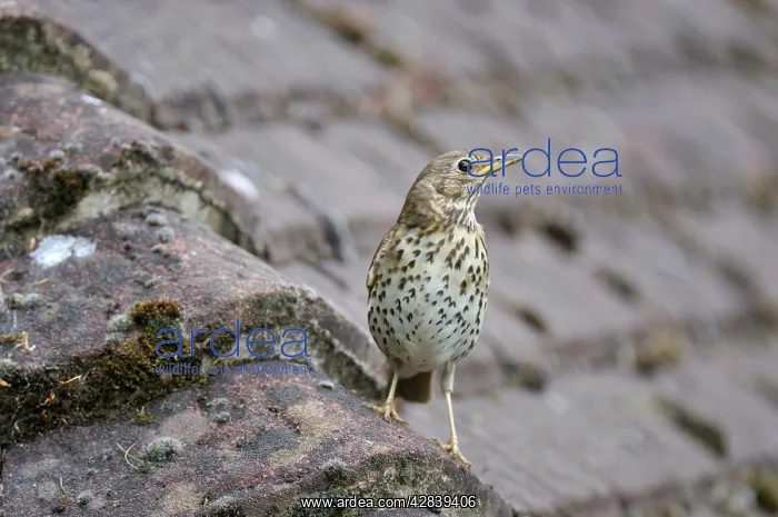 : Song Thrush - perched on roof tiles : Song Thrush - perched on roof tiles