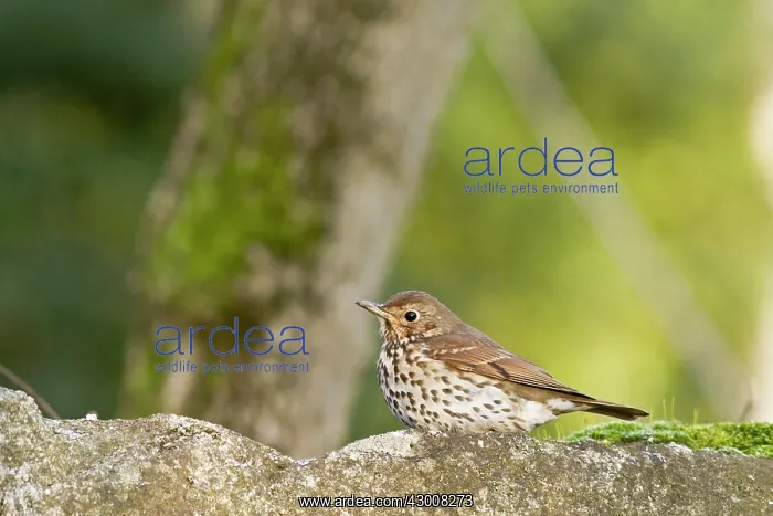 : Song Thrush perched on a stone Allariz, Galicia, Spain : Song Thrush perched on a stone Allariz, Galicia, Spain