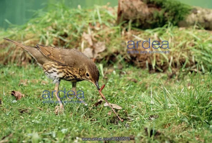 : Song THRUSH - pulling up worm : Song THRUSH - pulling up worm