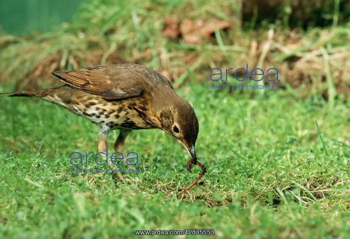 : Song THRUSH - pulling up worm : Song THRUSH - pulling up worm