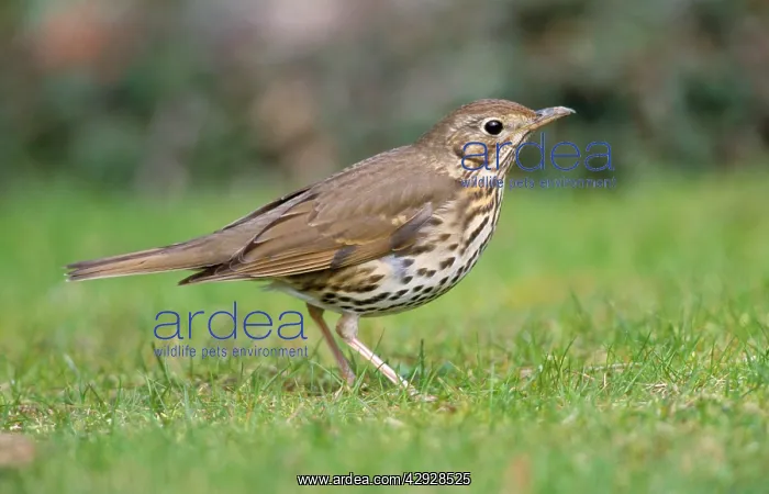 : Song THRUSH - Searching for food on lawn : Song THRUSH - Searching for food on lawn