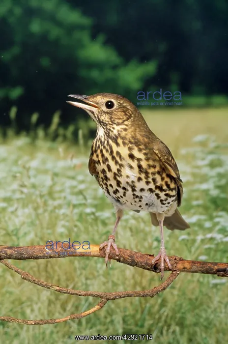  : SONG THRUSH - SINGING
