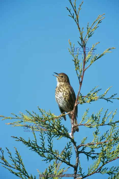 : SONG THRUSH - Singing in garden on Leyandii : SONG THRUSH - Singing in garden on Leyandii