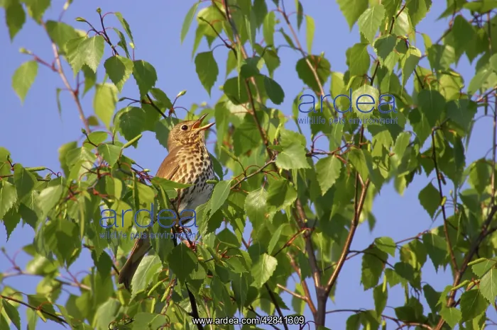 : Song Thrush - singing from perch in Birch Tree : Song Thrush - singing from perch in Birch Tree