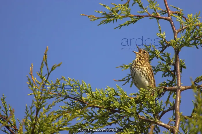 : Song Thrush - singing from perch in Leylandii : Song Thrush - singing from perch in Leylandii