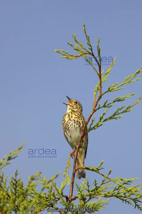 : Song Thrush - singing from perch in Leylandii : Song Thrush - singing from perch in Leylandii