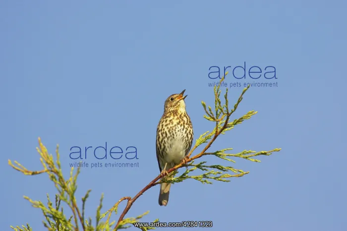  : Song Thrush - singing from perch in Leylandii