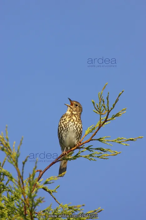 : Song Thrush - singing from perch in Leylandii : Song Thrush - singing from perch in Leylandii