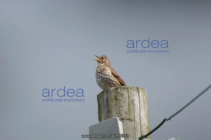 : Song Thrush - Singing from telegraph pole : Song Thrush - Singing from telegraph pole