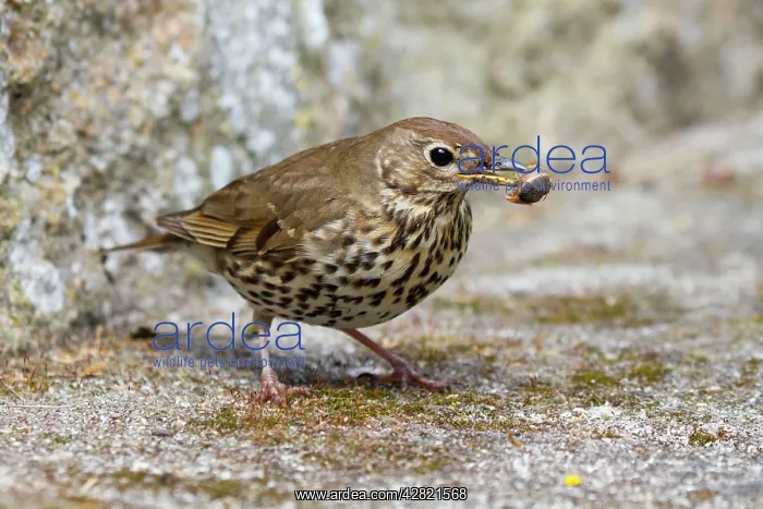 : Song Thrush - with snail in beak : Song Thrush - with snail in beak