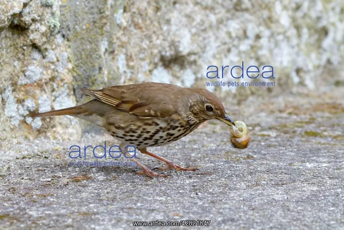 : Song Thrush - with snail in beak : Song Thrush - with snail in beak