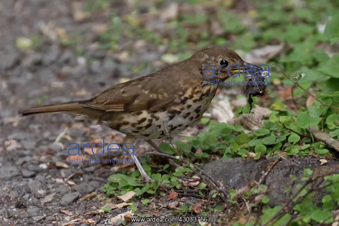 : Song Thrush - With a snail it had smashed on the : Song Thrush - With a snail it had smashed on the