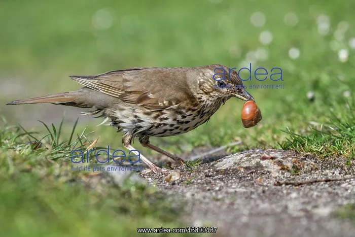 : Song Thrush - With Snail - UK : Song Thrush - With Snail - UK