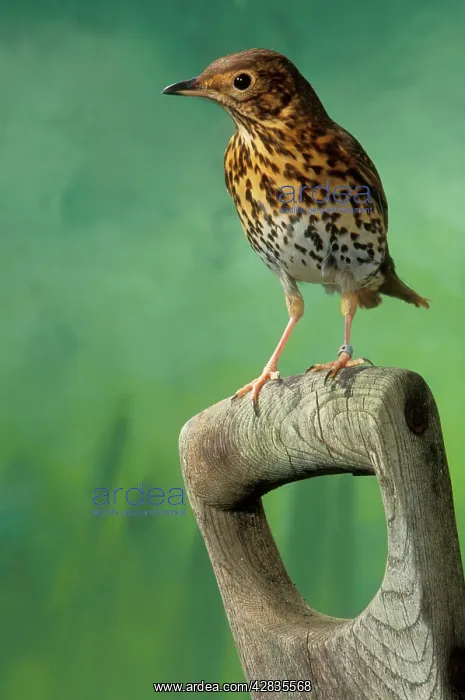 : Song THRUSH - on spade handle : Song THRUSH - on spade handle