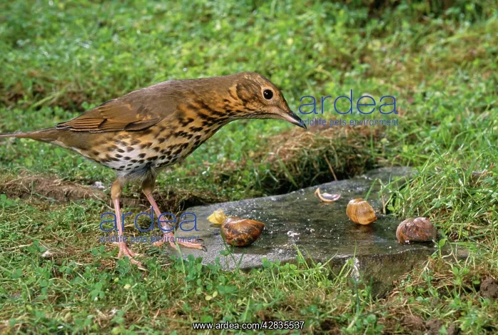 : Song THRUSH - standing on anvil : Song THRUSH - standing on anvil