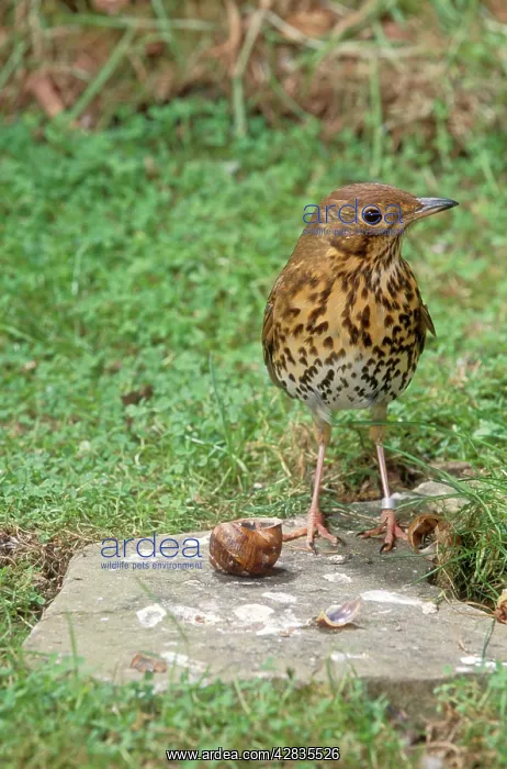 : Song THRUSH - standing on anvil with snail : Song THRUSH - standing on anvil with snail