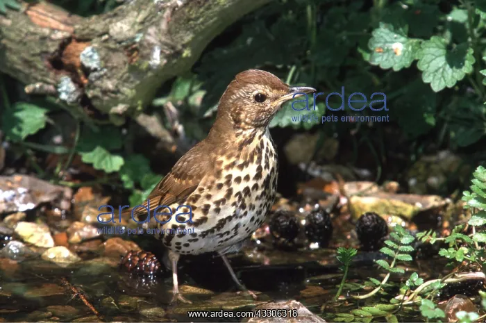 : SONG THRUSH - standing in water : SONG THRUSH - standing in water