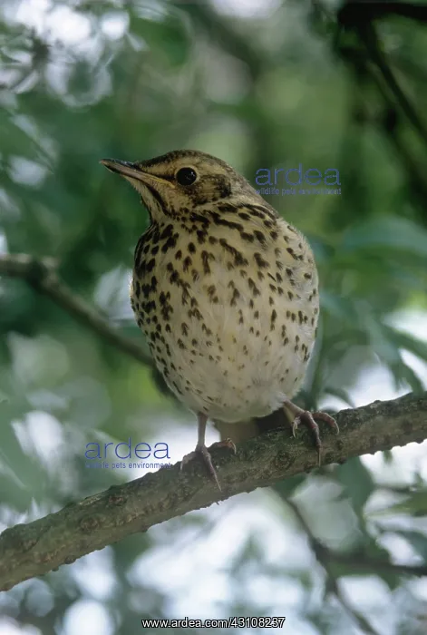 : Song thrush (Turdus philomelos) : Song thrush (Turdus philomelos)