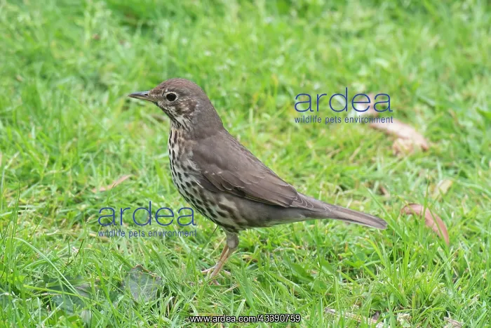 : Song Thrush (Turdus philomelos), Nelson, South Island : Song Thrush (Turdus philomelos), Nelson, South Island