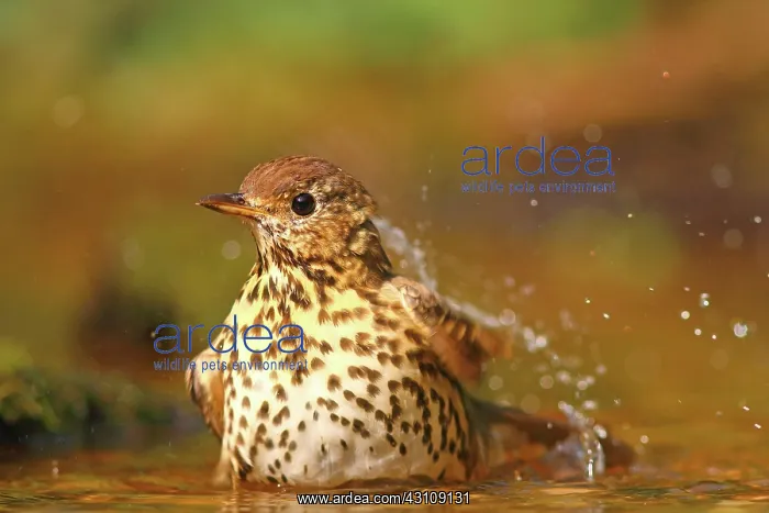 : Song thrush (Turdus philomelos) bathes in shallow : Song thrush (Turdus philomelos) bathes in shallow